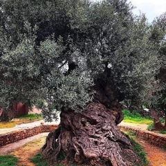 世界の古いよりオリーブの木 el árbol más antiguo del mundo の画像