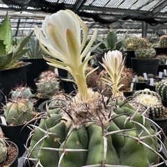 植物全般、サボテン、多肉植物、塊根植物、アガべなど売買または交換
