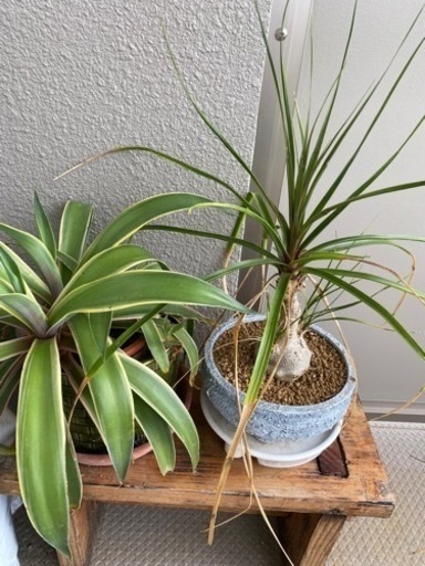 植物