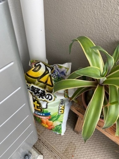 植物