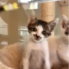 【兄弟一緒に終の住処決まりました🙇‍♀️】泥棒じゃないよ！鼻の模...