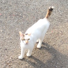 野猫デンデンちゃん