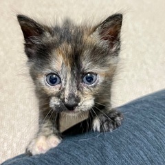 【生まれたて】味のある毛色、茶混じりの黒サビちゃん