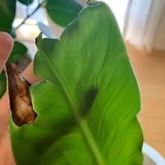 オーガスタ　観葉植物の画像