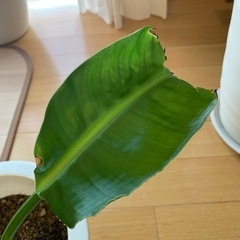 オーガスタ　観葉植物の画像