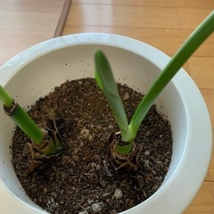 オーガスタ　観葉植物の画像