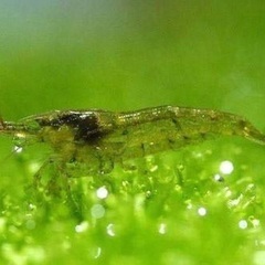 🐸ミナミヌマエビ1匹で20円🦐 (受付月〜木曜日)の画像