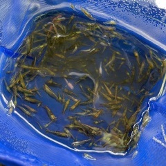 🐸ミナミヌマエビ1匹で20円🦐 (受付月〜木曜日)の画像