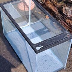 60㎝ガラスの水槽、めだか等の飼育にどうぞの画像