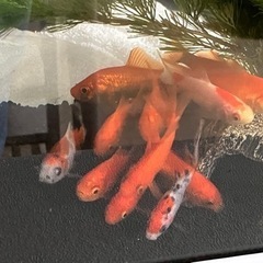 〈至急〉金魚 緊急なので3セット5000円にします。
