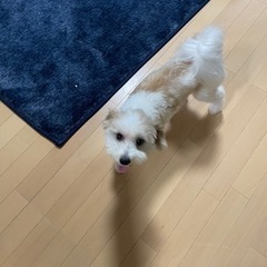 マルパピ4歳1ヶ月