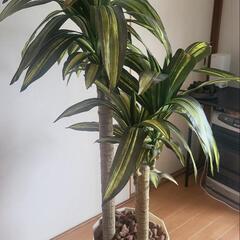 光触媒 造花 観葉植物