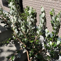 フェイジョア　挿木や生け花用