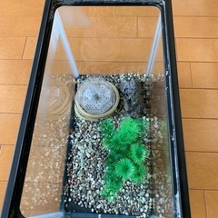 【商談終了】アクリル水槽　お譲りしますの画像