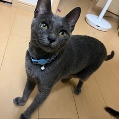 グレー 約1歳女の子