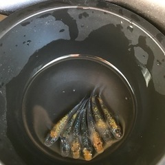 ユリシス無選別【メダカ】