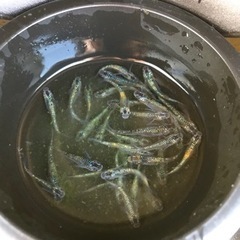 ユリシス無選別【メダカ】の画像