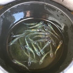 ユリシス無選別【メダカ】の画像