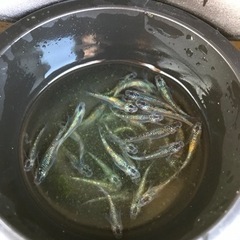 ユリシス無選別【メダカ】の画像