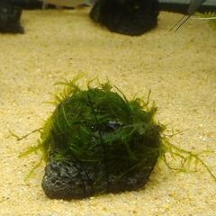 南米ウイローモス　溶岩石付き