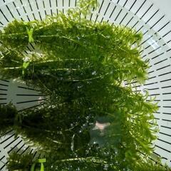 水草　アナカリスの画像