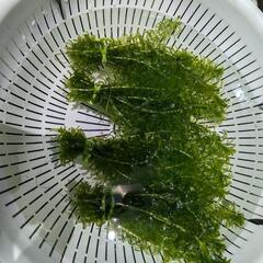 水草　アナカリス