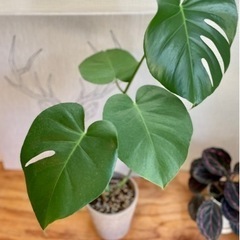 オシャレ鉢付き！80cm！モンステラ　人気の観葉植物