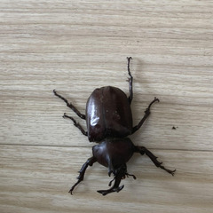 カブトムシの画像