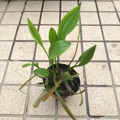 ナガバオモダカ苗です