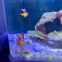 【決まりました】海水　水槽セット　サンゴ　海水魚　ニモの画像