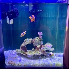 【決まりました】海水　水槽セット　サンゴ　海水魚　ニモの画像