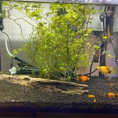 熱帯魚（グッピー、プラティ）水槽付