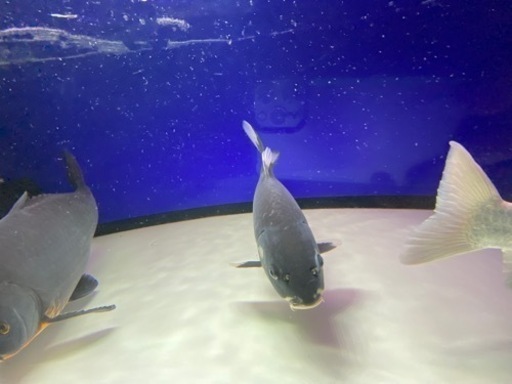 期間限定値下げ！２匹で9,800円　錦鯉　品評会レベル　2匹セット