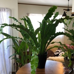 観葉植物　アスプレニウム　ユニコーン