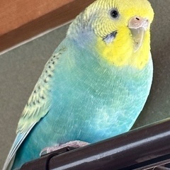 セキセイインコ 1歳（♀）里親募集