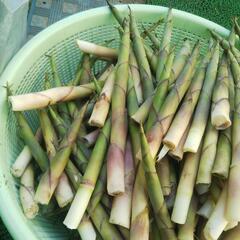 根曲がりたけのこ 姫竹の画像