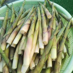 根曲がりたけのこ 姫竹の画像