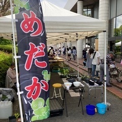 めだか販売、めだかすくい