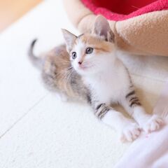 お茶目な三毛猫（女の子）姉妹でお迎えくださる方を優先しますの画像