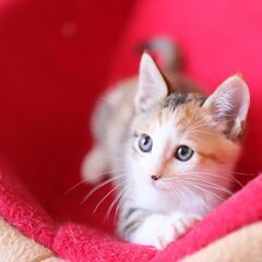 お茶目な三毛猫（女の子）姉妹でお迎えくださる方を優先します - 松原市