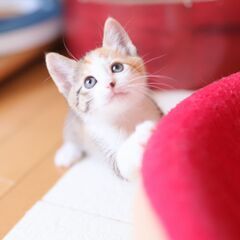 お茶目な三毛猫（女の子）姉妹でお迎えくださる方を優先します − 大阪府