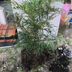 マホニアコンフューサ　決まりました