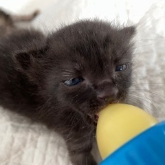 子猫の里親さん急募