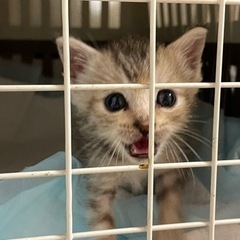 子猫の里親さん急募 - 猫