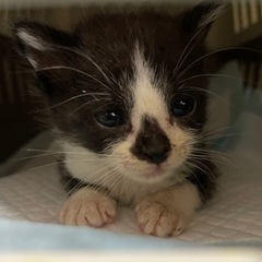 子猫の里親さん急募 − 愛媛県