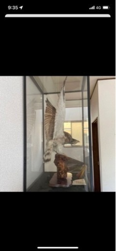 鷹の剥製