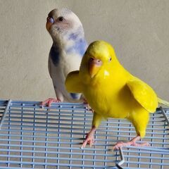 セキセイインコ　２羽