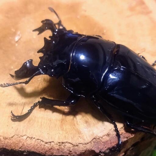 掲載10日まで！ﾀﾗﾝﾄﾞｩｽｵｵﾂﾔｸﾜｶﾞﾀ✨新成虫♂61㍉ 単品