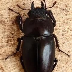 国産ノコギリクワガタ　大型ペア の画像