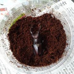 国産ノコギリクワガタ　大型ペア の画像